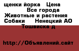 щенки йорка › Цена ­ 15 000 - Все города Животные и растения » Собаки   . Ненецкий АО,Тошвиска д.